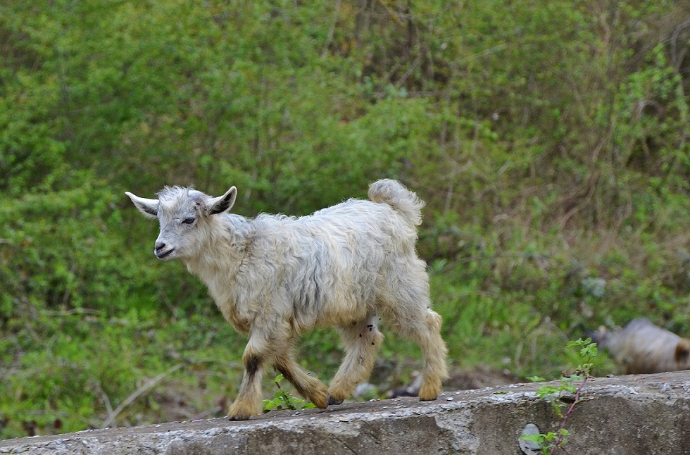 chèvre