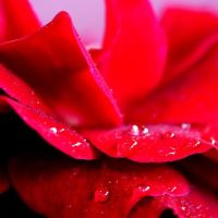 Comment_utiliser_l’eau_de_rose_pour_les_soins_de_la_peau_?