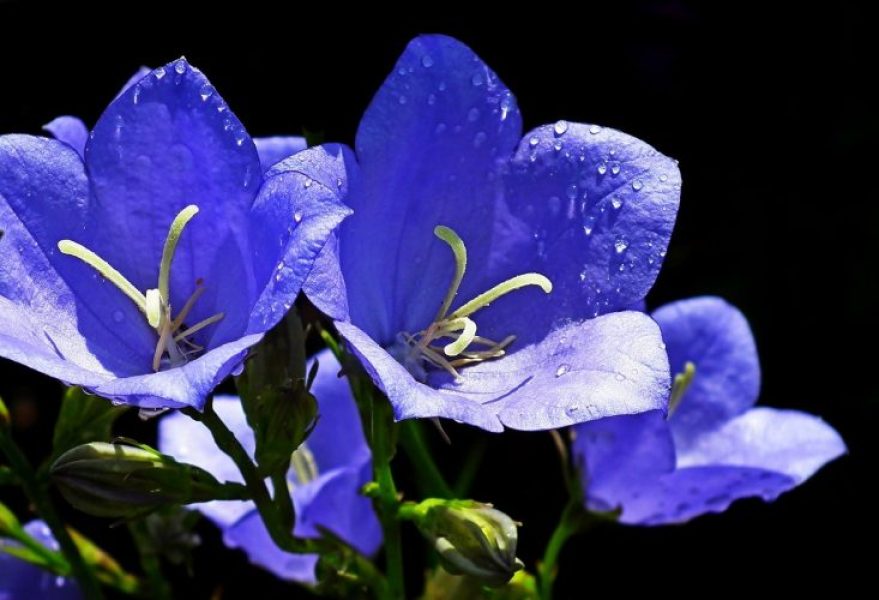 Fleurs comestibles : L'utilisation de la violette comme aliment et remède