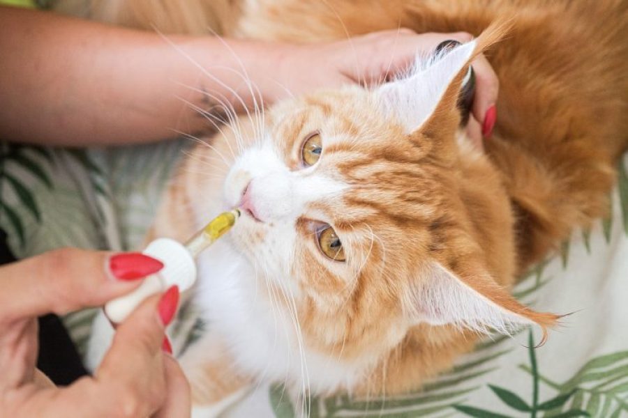 Les_friandises_pour_chats_au_CBD_:_un_guide_pour_les_utiliser