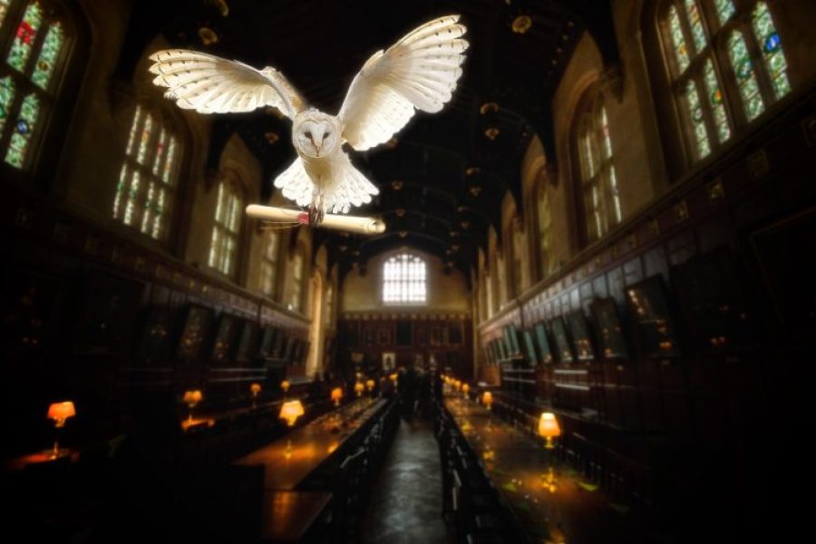 Lumos_maxima_tout_ce_que_vous_devez_savoir_sur_le_festival_géant_Harry_Potter