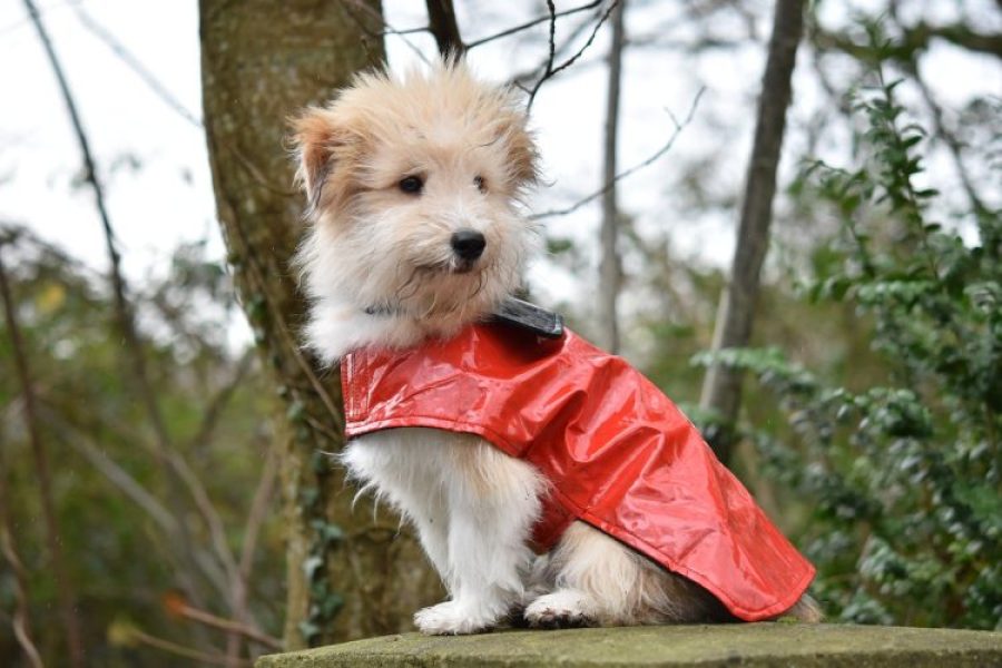Quand_mettre_un_manteau_à_un_chien?