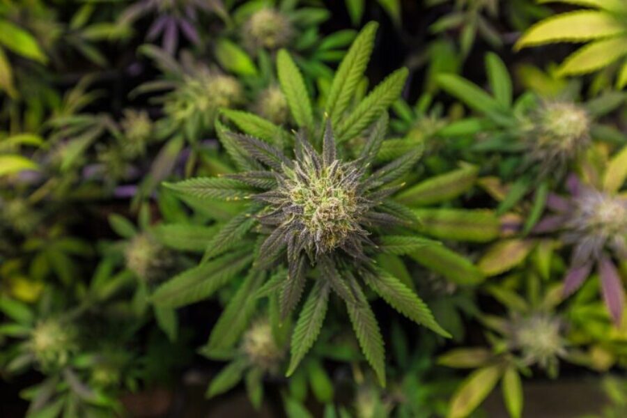 Toutes_les_informations_à_savoir_sur_la_fleur_de_CBD