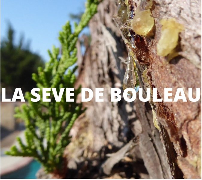 seve de bouleau